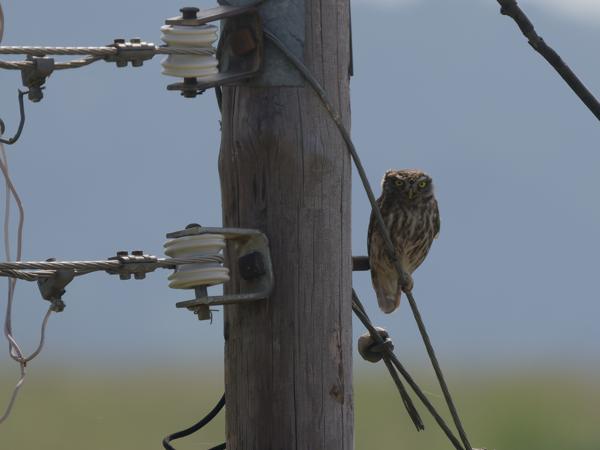 Steenuil (Athene noctua)
